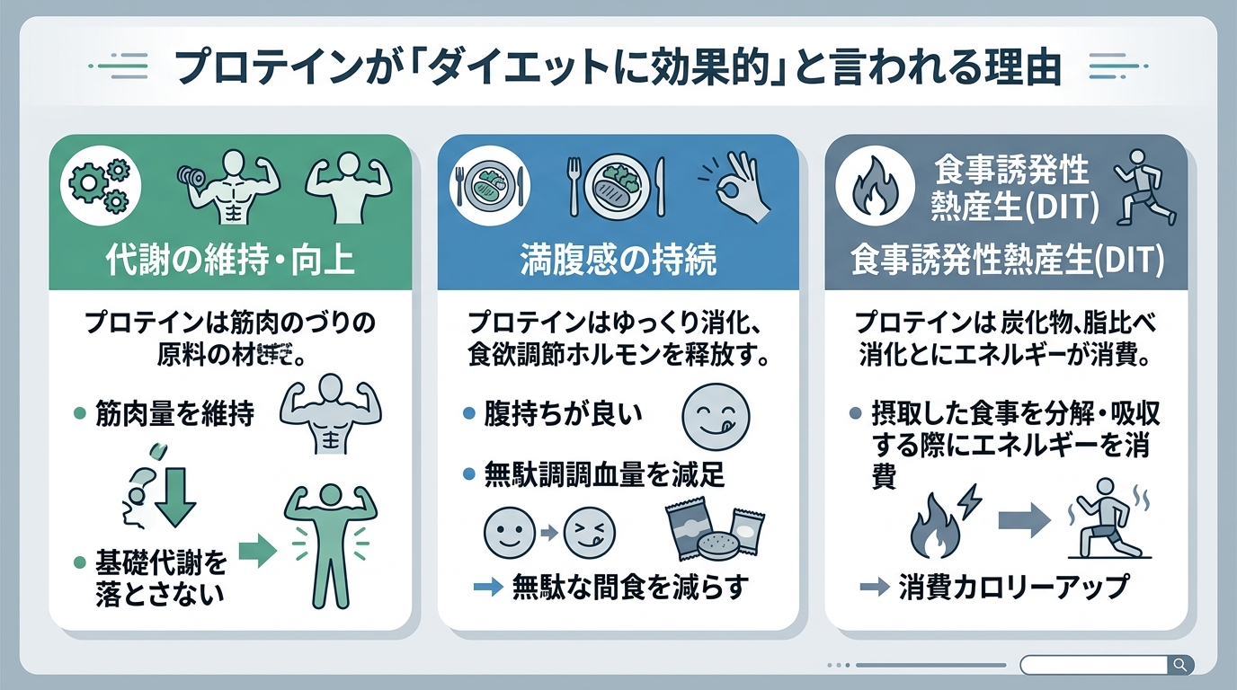 プロテインが「ダイエットに効果的」と言われる理由